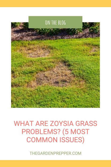 zoysia grass problems Zoysia Grass Lawn, Zoysia Grass Care, Zoysia Lawn, Zoysia Grass Seed, Zoysia Sod, Lawn Problems, Zoysia Grass, Lawn Care Tips, Types Of Grass