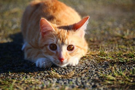 Cat Pouncing, Cat Pounce, Mackerel Tabby, Fluffy Cat Breeds, Cat Fluffy, Cat Sitter, Hairless Cat, Family Pets, Reference Pictures