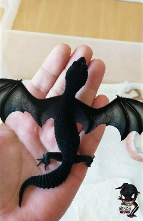 Baby Lizards, Black Pitbull, Cute Gecko, Cute Lizard, Black Lizard, Cute Snake, Cute Reptiles, Black Night, Cute Fantasy Creatures