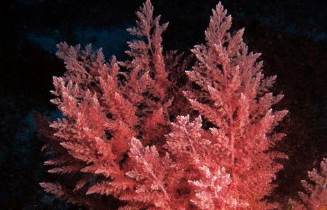 Introduction Red algae, scientifically classified under the phylum Rhodophyta, are a diverse group of marine organisms with a fascinating array of unique characteristics. They play a significant role in marine ecosystems and have a variety of practical uses in various industries. In this article, we will delve into the taxonomy, distinctive features, and the numerous... The post Red Algae: Unique Characteristics and Uses first appeared on Supedium. Dairy Brands, Microscopic Photography, Marine Organism, Marine Algae, Sea Plants, Sustainable Supply Chain, Green Queen, Red Algae, Marine Ecosystem