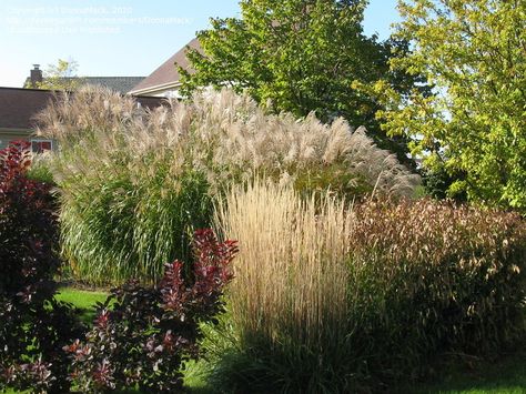 Ornamental grasses in the fall Ornamental Grass Garden, Cottage Landscaping, Bushy Plants, Grow Garden, Japanese Style Garden, Grass Garden, Ornamental Grass, Beautiful Beds, Grasses Landscaping