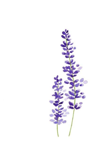 Lavander Drawings Simple, Lavender Line Drawing, Line Art Romantic, Rose Flowers Drawing, Watercolor Art Floral, Decoration Craft Ideas, Drawing Purple, Pot Drawing, Violet Watercolor