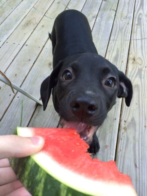 Puppy Eating, Plague Dogs, Dogs Eating, Maned Wolf, Eating Watermelon, African Wild Dog, Raccoon Dog, Sparks Joy, Wild Dogs