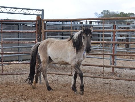 Mustang Makeover, Fjord Horse, Western Photography, Horse Rescue, Mustang Horse, Bureau Of Land Management, Mystical Places, Horse Silhouette, Land Management