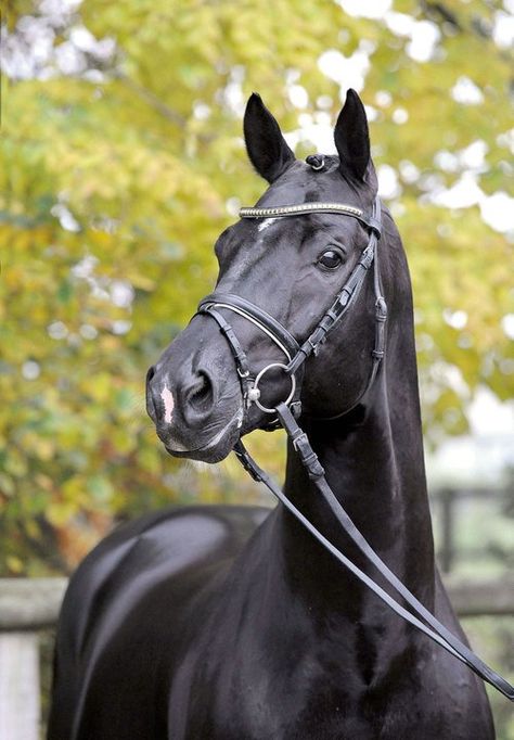 The one and only, Totilas. Dutch Warmblood, Horse Dressage, Akhal Teke, Black Horses, Dressage Horses, Majestic Horse, I Love Horses, All The Pretty Horses, Horse Crazy