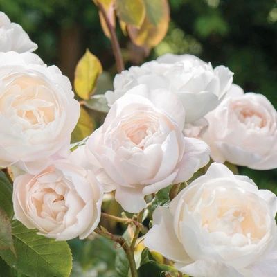 Rose Hedge, Container Roses, Rooting Roses, Rose Belle, Austin Rose, Fragrant Roses, Fragrant Garden, Rose Care, Rose Seeds