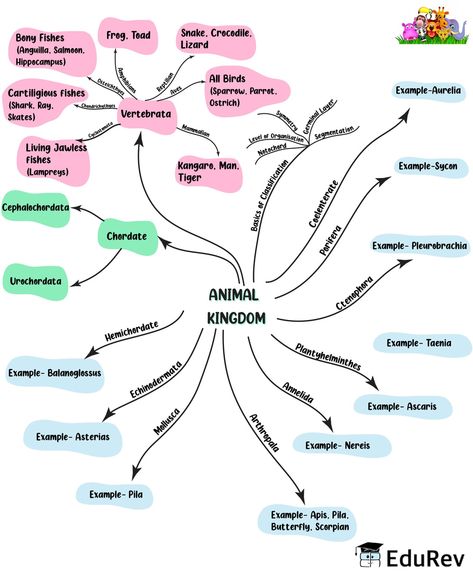 Animal Kingdom Mind Map, Living World Class 11 Mind Map, Plant Kingdom Mind Map, Biological Classification Mind Map, Neet Biology Mind Maps, Animal Kingdom Notes Neet, Animal Kingdom Notes Class 11, Animal Kingdom Notes, Biology Class 12