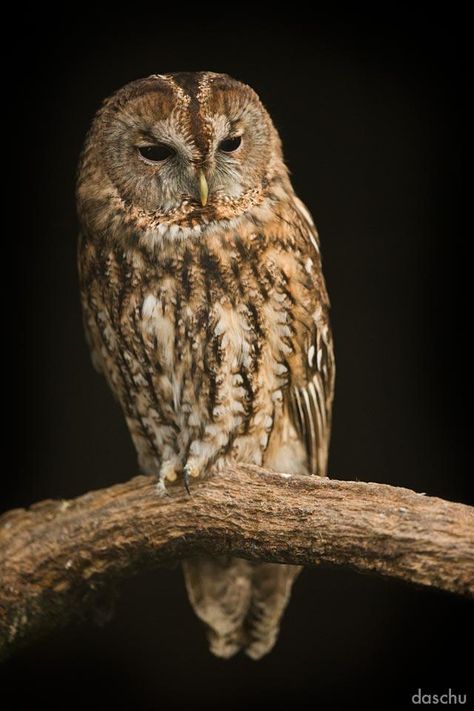 Owl Aesthetic, Owl Species, Gorgeous Animals, Nocturnal Birds, Tawny Owl, Brown Owl, Burrowing Owl, Owl Party, Palette Art