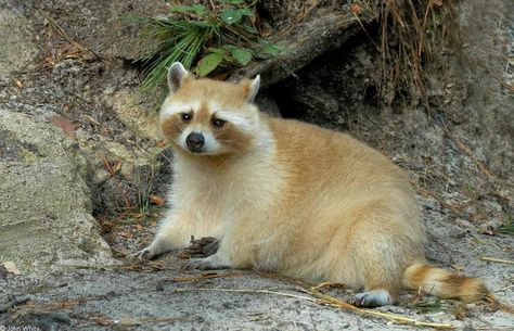 Leucistic raccoon Raccoon Drawing, Raccoon Art, Cute Raccoon, Raccoon Funny, Most Beautiful Animals, Trash Panda, Racoon, Animals Of The World, Beautiful Creatures