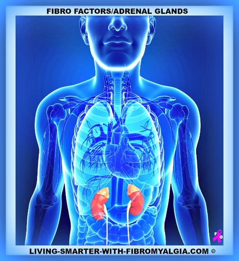 Adrenal stress can lead to an overall disruption of the endocrine system. Stomach Anatomy, Liver Anatomy, Male Illustration, Cranial Nerves Mnemonic, Cushings Syndrome, Addisons Disease, Sciatic Nerve Pain, Adrenal Glands, Sciatic Nerve