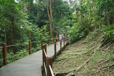 Bukit Timah Nature Reserve, Singapore Paper Lantern Making, Mini Waterfall, Bukit Timah, How To Make Lanterns, Visitor Center, The Visitors, Nature Reserve, Scenic Views, Hiking Trails