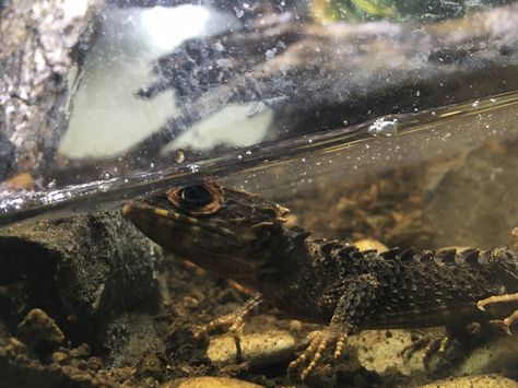 Crocodile skink in a paludarium Red Eyed Crocodile Skink Enclosure, Crocodile Skink Enclosure, Skink Enclosure, Red Eyed Crocodile Skink, Crocodile Skink, Aquarium Terrarium, Red Eyes, Reptiles, Terrarium