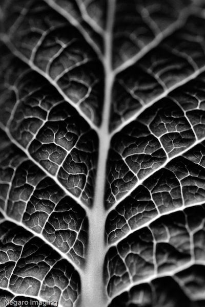 BØR Macro Fotografie, Photography Texture, Foto Macro, Pattern Photography, Natural Structures, Texture Inspiration, Texture Photography, Black And White Photograph, Principles Of Design