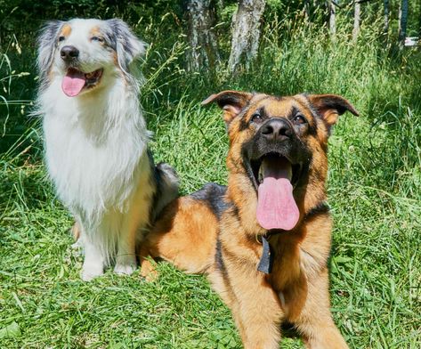 Shepherd dogs, like Australian Shepherds and German Shepherds, are active, energetic, and intelligent. They are popular family pets. Australian Shepherd German Shepherd, Sheepdog Breeds, German Shepherd Care, Athletic Dogs, Dog Sounds, Group Of Dogs, Similarities And Differences, Australian Shepherds, Family Pets