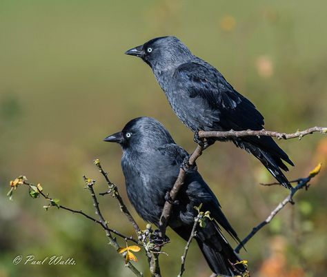 Crow Reference, Western Jackdaw, Bird Tables, Jackdaw, Crows Ravens, Gloucester, Blackbird, British Isles, Animals Of The World