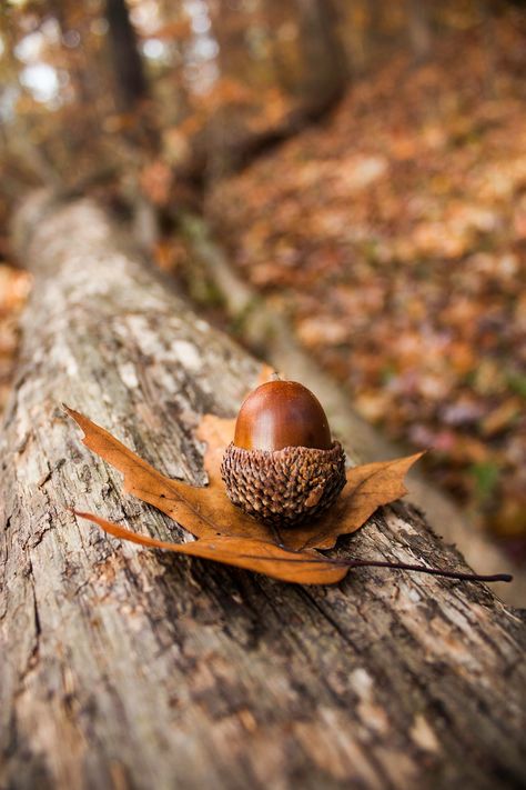 Gland sur une bûche. Fall Images, Autumn Magic, Autumn Scenes, Autumn Scenery, Fabulous Fall, Autumn Beauty, Fall Pictures, Jolie Photo, Autumn Cozy