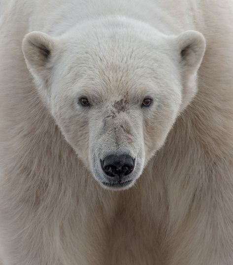 Highlights from Nat Geos 2016 Travel Photographer of the Year Contest Regard Animal, Bear Photos, We Bear, Photography Contests, Love Bear, Face To Face, White Bear, Face Photo, National Geographic Photos