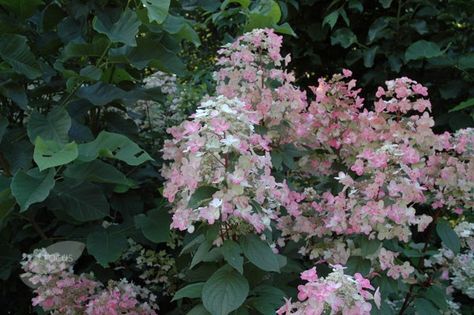 Buy hydrangea Hydrangea paniculata 'Wim's Red (PBR)': Delivery by Waitrose Garden Hydrangea Bed, Lace Cap Hydrangea, Hydrangea Paniculata, Flowers Delivery, Bee Friendly, Garden Care, Companion Planting, Flower Bud, Mulch