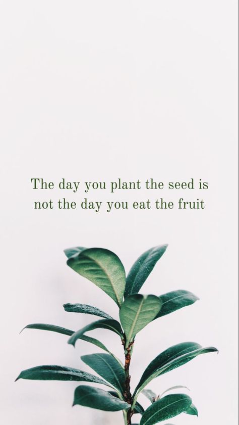 Seed Quotes, Plants Quotes, Paper Plants, Phone Wallpaper Quotes, Whatsapp Wallpaper, Garden Quotes, Growth Quotes, Free Phone Wallpaper, Plant Wallpaper