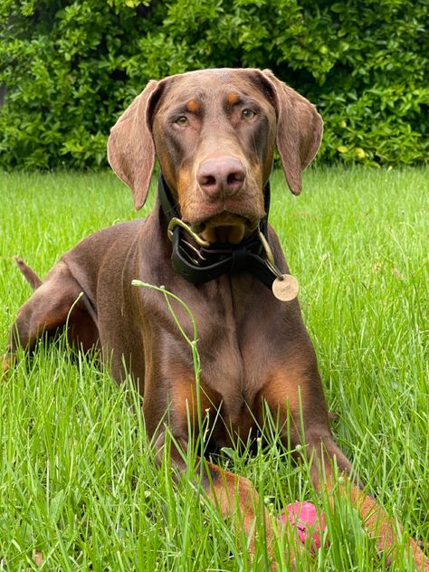 Red Doberman Natural Ears & Tail Doberman Uncropped Ears, Doberman Floppy Ears, Doberman Natural Ears, Doberman Natural, Brown Doberman, Red Doberman, European Doberman, Pinscher Dog, Doberman Pinscher Dog