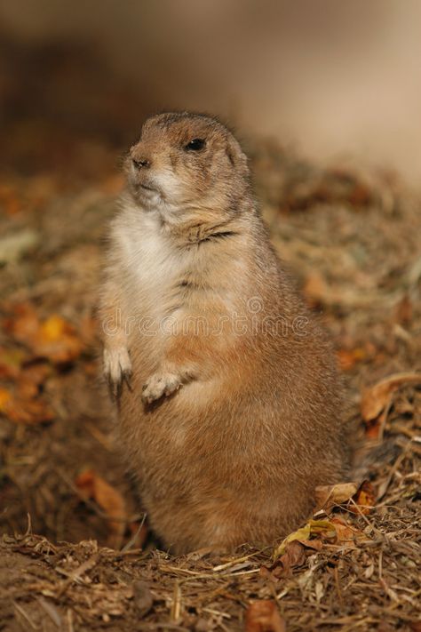 Ground Hog. In his hole , #spon, #Ground, #Hog, #hole #ad Ground Hog, Photography Names, Day Of The Dead, Creative Photography, Stock Images Free, Mammals, Animal Lover, Royalty Free Stock Photos, Coloring Pages