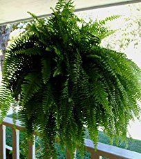 Porch Sitting, Boston Fern, Covent Garden, The Soil, Lawn And Garden, Shade Garden, Outdoor Plants, Hanging Baskets, Dream Garden