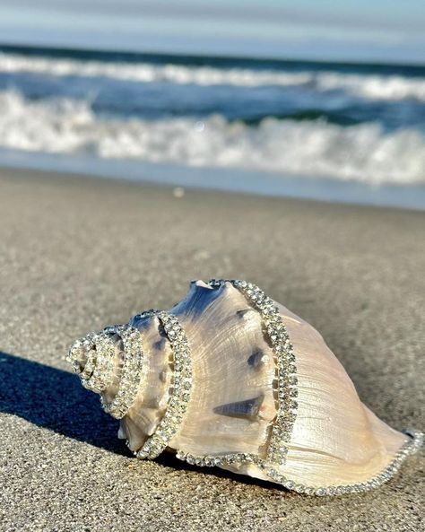 Shell hunting. Shell Hunting, Hunting, Shells, On Instagram, Instagram