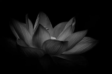 Lotus Black And White, Lotus Flower Aesthetic, Lotus Flower Black And White, Dark Flower Tattoo, Lotus Craft, Black Lotus Flower, Black Lotus Tattoo, Dark Lotus, Lotus Flower Tattoo Meaning