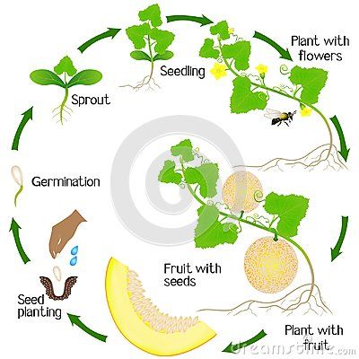 A growth cycle of a yellow melon plant on a white background, beautiful illustration. Honeydew Melon Plant, Melon Plant, Easy English Grammar, Pumpkin Plant, Life Circle, Planting Pumpkins, Biology Facts, Plant Journal, Plant Life Cycle