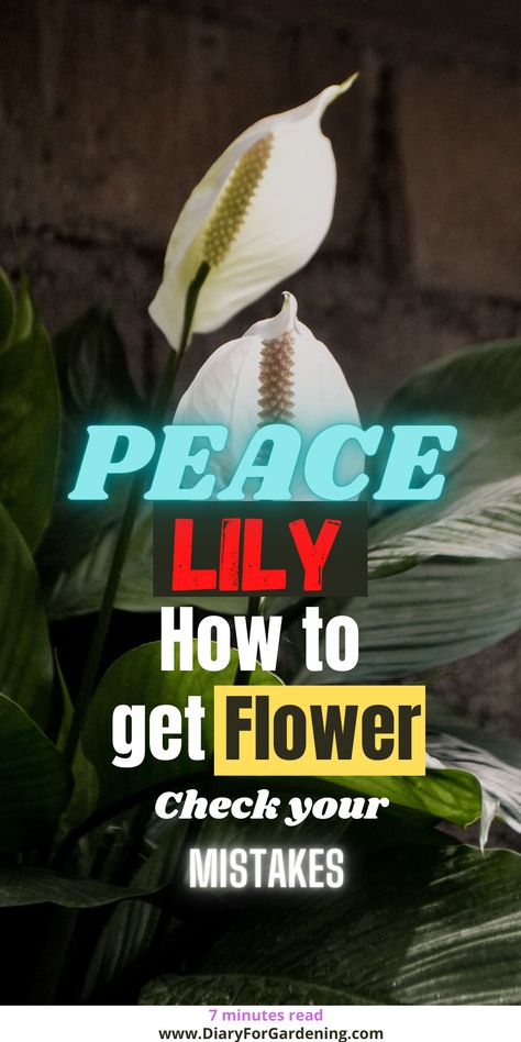 Peace Lily Indoor, Peace Lily Plant Care, Lilly Plants, Peace Lily Flower, Getting Flowers, Peace Lily Care, Lily Plant Care, Peace Lillies, Lily Care