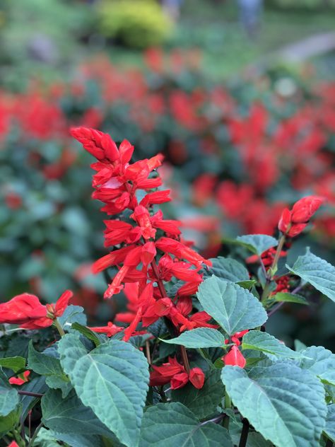 Red Salvia, Landform, Herbal Plants, Flower Ideas, Bday Ideas, Magical Girl, Legend Of Zelda, Red Flowers, Red Peppercorn