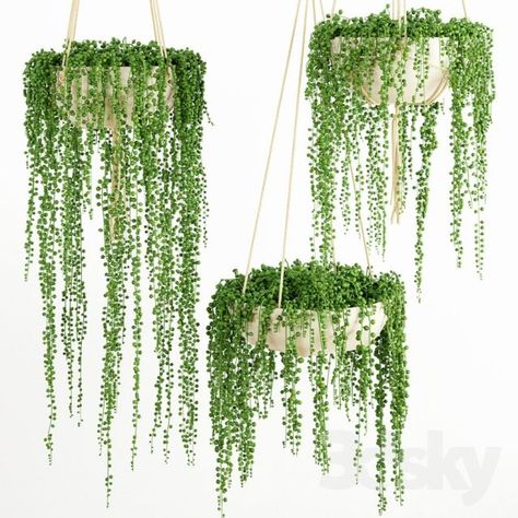 Low Maintenance Indoor Plants, Hanging Plants Outdoor, Hanging Plants Diy, Hanging House, String Of Pearls Plant, Plants Hanging, Plants Ideas, Desain Lanskap, Hanging Plants Indoor