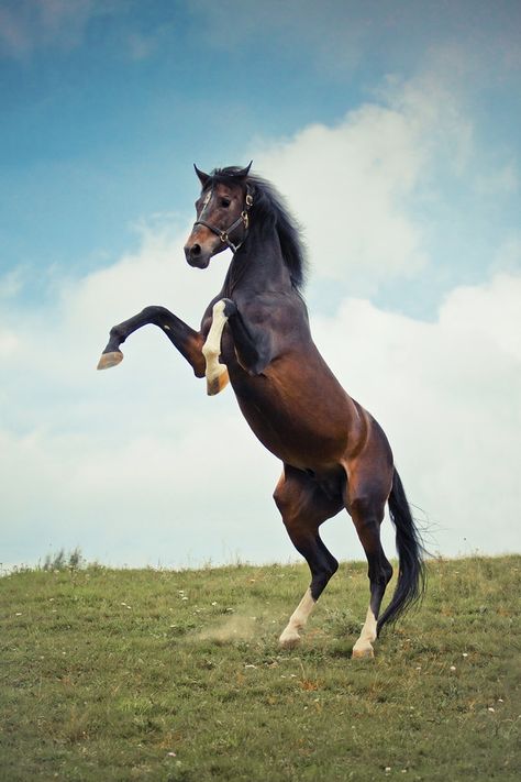 They can stand on two legs. They can stand on two legs like a goddamn human. | 21 Reasons Horses Will End Humanity Horse Colours, Horse Rearing, Amazing Horses, Warmblood Horses, Majestic Horses, Gorgeous Horses, Horse Facts, Walking Horse, Horse Therapy