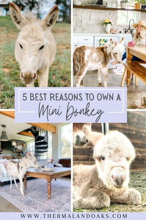 Mini Donkeys: 5 Reasons to Have Them — Thermaland Oaks Animals To Have On A Homestead, Mini Highland Cow Shelter, Cool Farm Animals, Best Farm Animals For Beginners, Mini Farm Layout Ideas, Mini Cow Farm, Donkey House Ideas, Donkey Enclosure Ideas, Donkey Shelter Ideas