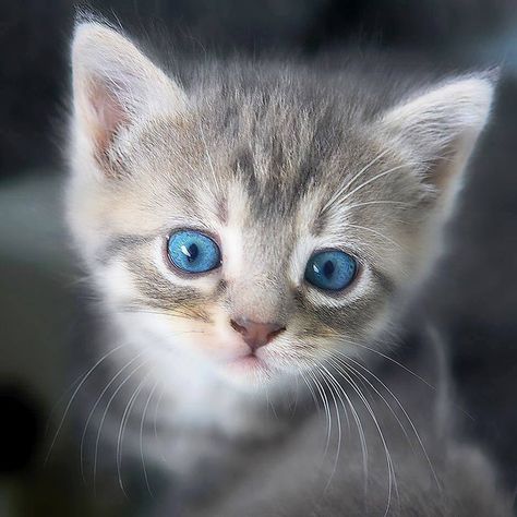 Gray Cats With Beautiful Blue Eyes Grey Cat Wallpaper, Grey Tabby Kittens, Beautiful Kittens, Grey Kitten, Kitten Photos, Cat With Blue Eyes, Tabby Kitten, Gray Cat, Kitten Pictures