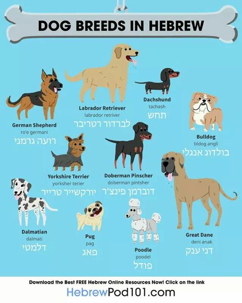 Dog breeds in Hebrew Dog Breed Names, Cute Names For Dogs, Korean Lessons, Japanese Dogs, Korean Language Learning, Bahasa Korea, Korean Words, Korean Dog, Learn Korean