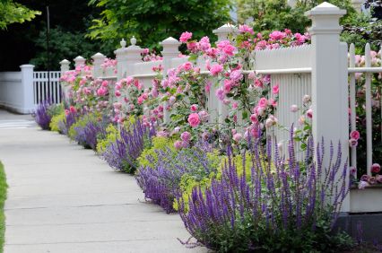 White wooden fence with flowers. Pink roses, blue sage, purple catmint, green and yellow lady's mantel. Front Yard Patios, Plantarea Legumelor, Lady's Mantle, White Fence, White Picket Fence, Garden Shrubs, Fence Landscaping, Landscape Designs, Have Inspiration