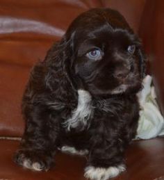 American Cocker Spaniel Puppies, Cocker Spaniel Breeders, Black Cocker Spaniel Puppies, Dream Puppy, Spaniel Puppies For Sale, Black Cocker Spaniel, Beautiful Puppies, American Cocker Spaniel, Cocker Spaniel Puppies