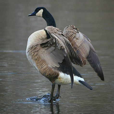 Canada Goose Animal, Watercolor Geese, Colorado Animals, Geese Photography, Canadian Geese, Canada Geese, Canadian Wildlife, Canadian Goose, Oc Inspiration