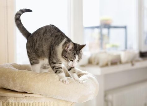 Kneading is a natural behavior in felines, but why do cats knead? Here are some theories as to why cats “make biscuits.” Cat Kneading, Pallet Deck Diy, Make Biscuits, Cat Language, Cat Allergies, Older Cats, Mother Cat, Kitten Care, Senior Cat