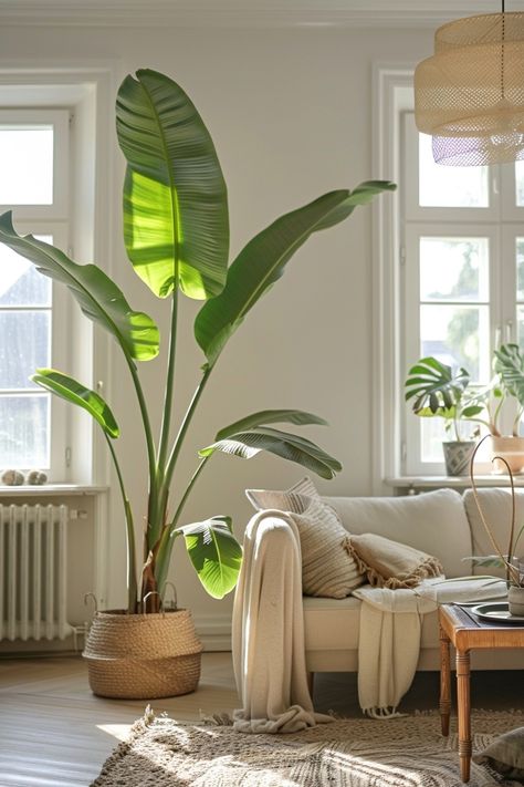 not Big Plants Indoor, Props Fish, Indoor Plants Styling Living Rooms, Large House Plants, Cozy Yoga, Living Room Plants Decor, Big Indoor Plants, Fresh Living Room, Amazing Plants