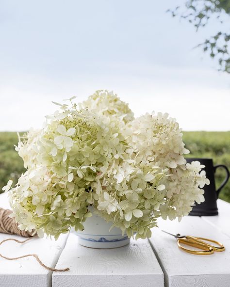 Dried Hydrangeas Centerpiece, Mums Painting, White Hydrangea Centerpieces, Hydrangea Potted, Hydrangea Flower Arrangements, Hydrangea Vase, Large Hydrangea, Start A Garden, Panicle Hydrangea