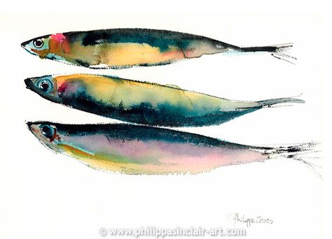 Fish - Philippa Sinclair Art Watercolour Fish Paintings, Watercolor Fish Simple, Watercolor Art Fish, Fish Illustration Art, Watercolor Fish Painting, Watercolour Fish, Fish Watercolor Painting, Fish Watercolor, Watercolor Pencil Art