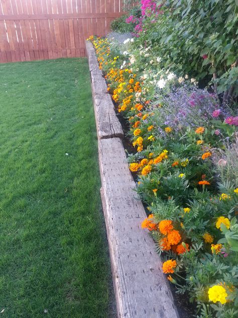 Our backyard we just recently finished and finally filled it a little better.  Marigold 'Safari Mix' with Zinnia 'Profusion mix' in between Lavender 'Hidcote Blue' Rosa 'Iceberg' and Bougainvillea 'La Jolla' Marigold And Lavender Garden, Marigold Garden Ideas, Marigold Landscaping, Zinnia Profusion, Pretty Borders, Lavender Hidcote, Raised Flower Bed, Wheelbarrow Planter, Landscape Inspiration