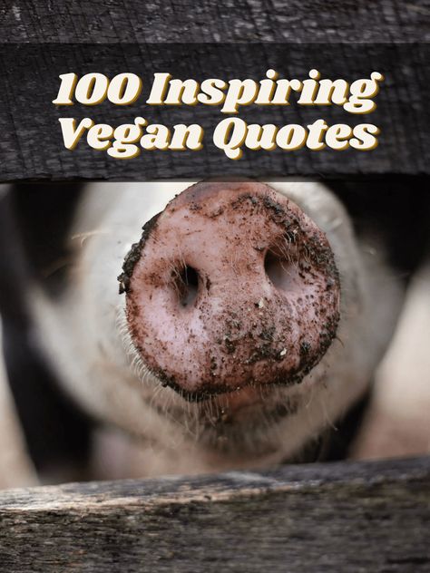 Vegan For Beginners, Reasons To Go Vegan, Vegan Journey, Scientific Facts, Words From A, Plant Based Diet Recipes, Vegan Quotes, Building Confidence, Vegan Humor