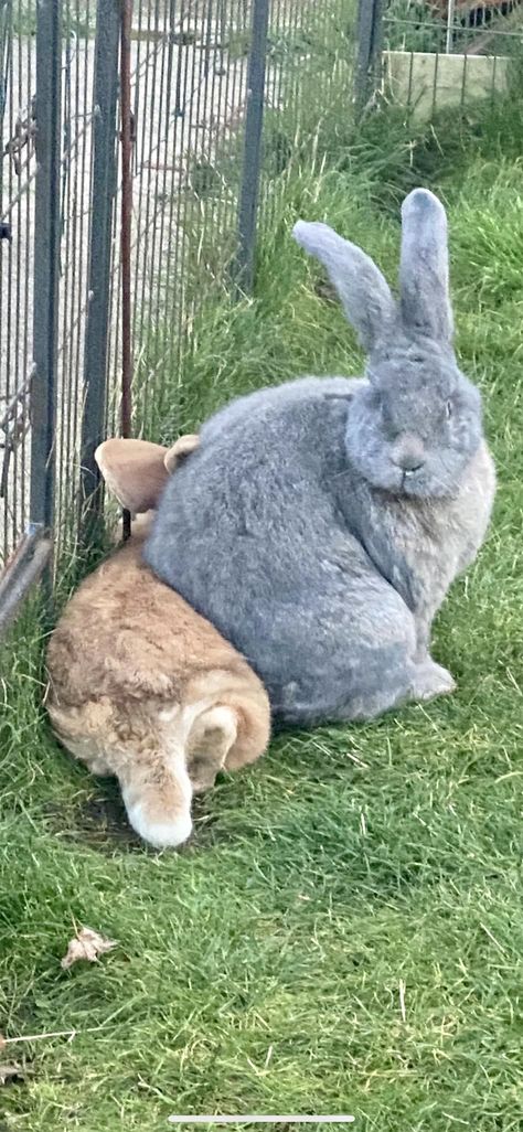 Checkered Giant Rabbit, Flemish Giant Rabbit, Giant Bunnies, Giant Rabbit, Flemish Giant, Giant Bunny, Big Bunny, Animals, Quick Saves