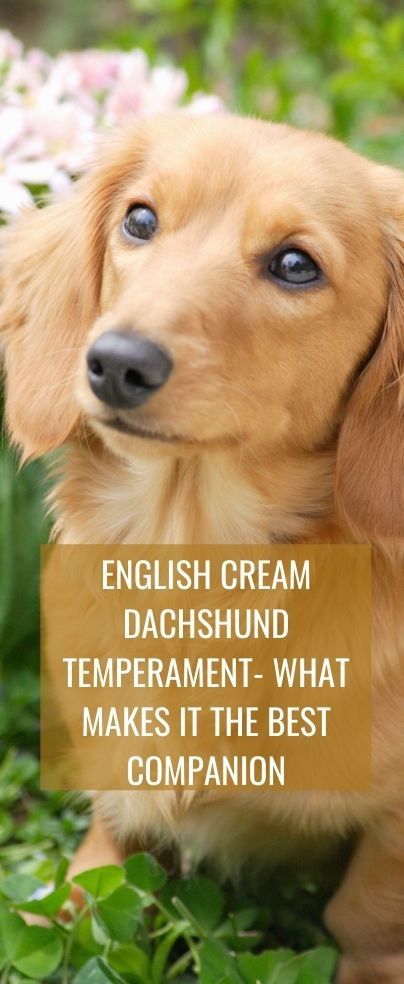 Taking care of an English cream mini dachshund is not easy. The English Cream Dachshund Temperament is very specific to the breed. In this article, let us talk about the specifics of what you should expect when you home an English cream longhair dachshund. Cream Mini Dachshund, Dachshund Temperament, Blonde Dachshund, English Cream Dachshund, Long Haired Miniature Dachshund, Dachshund Colors, Daschund Puppies, Dachshund Puppy Long Haired, Cream Dachshund