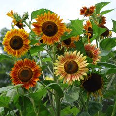 Heirloom Sunflowers, Full Sun Annuals, Evening Sun, Rainbow Magic, Attract Pollinators, Cut Flower Garden, Garden Kits, Tall Plants, Organic Seeds