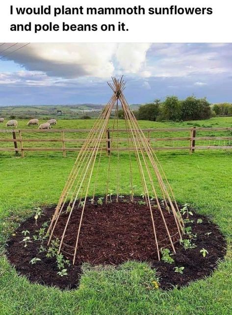 Pea Teepee, Forest School Activities, Tipi Tent, Sensory Garden, Tent Pegs, Wood Chips, Forest School, Seed Company, Garden Trellis