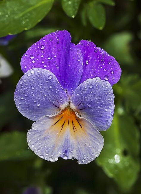 Viola tricolor Wild Pansy Flower. A close up of a wild pansy Viola tricolor cove #Sponsored , #sponsored, #AFFILIATE, #Wild, #Viola, #pansy, #Pansy Viola Tricolor, Wild Pansy, Viola Flower, Nails Flowers, Pansy Flower, Flower Close Up, Wallpaper Flower, Flower Nail Designs, Pansies Flowers